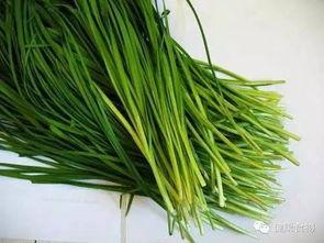 原神最新爆料韭菜,神秘韭菜助力角色成长，探索游戏新玩法